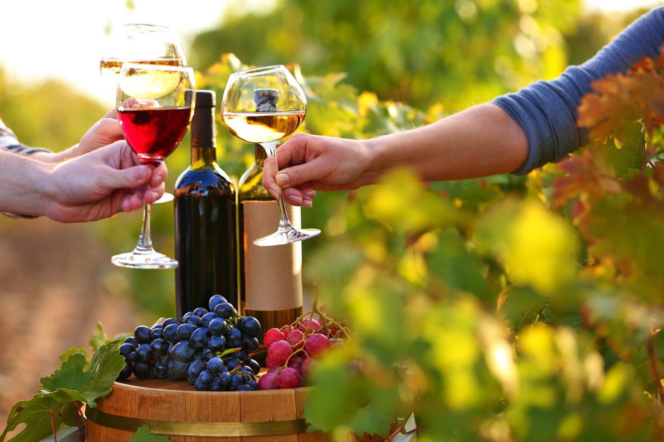 Wine Tour